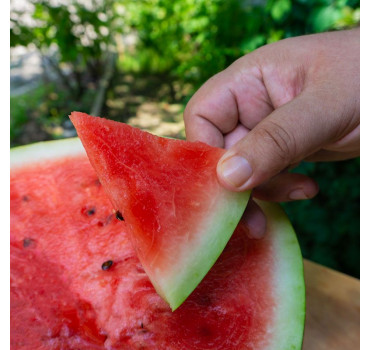 Кавун Термез F1, Enza Zaden