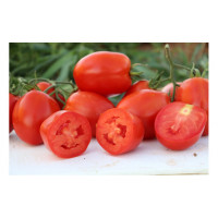 Томат PL 0548 F1, Bakker Brothers