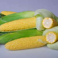 Кукурудза солодка Астронавт F1,Snowy River