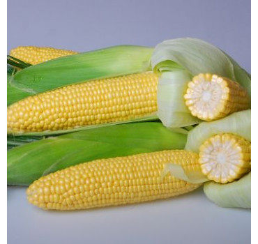 Кукурудза солодка Астронавт F1,Snowy River
