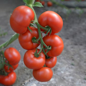 Томат ES 5455 F1, Ergon seeds