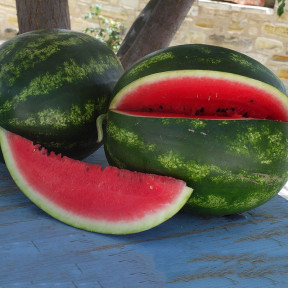 Арбуз ES 75077 F1, Ergon seeds