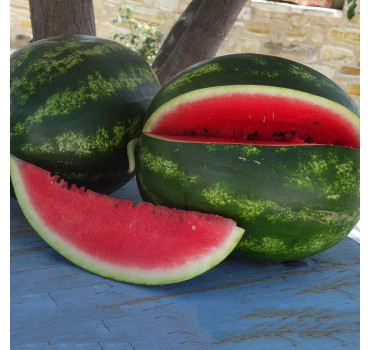 Кавун Гріззлі F1, INNOVA SEEDS