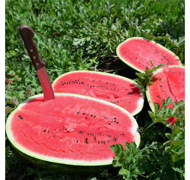 Кавун ES 75126 F1, Ergon seeds