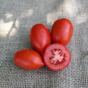 Томат ES 9340 F1, Ergon seeds