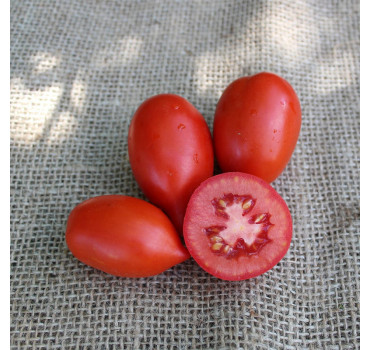 Томат ES 9340 F1, Ergon seeds