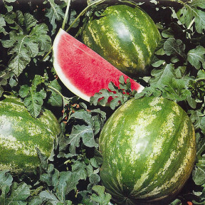 Арбуз Кримсон Світ, Bakker Brothers