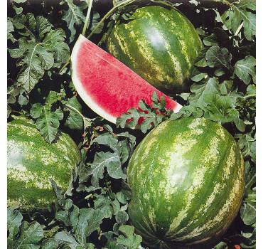 Кавун Кримсон Світ, Bakker Brothers