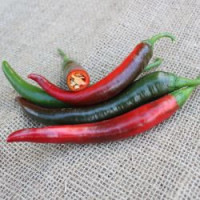 Перець гострий Джафар F1 (PL 6722), Bakker Brothers