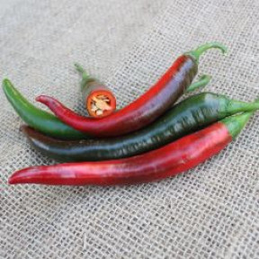 Перець гострий Джафар F1 (PL 6722), Bakker Brothers