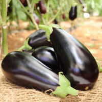 Баклажан Мідас PL 0521 F1, Bakker Brothers 