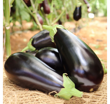 Баклажан Мідас PL 0521 F1, Bakker Brothers 