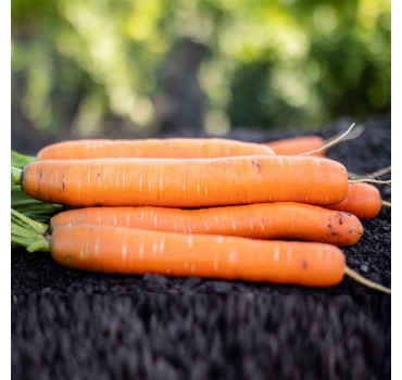 Морква Моргана F1 (PL 316), Bakker Brothers 