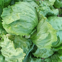 Салат PL 6056,  Asia Seed 