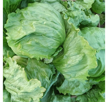 Салат PL 6056,  Asia Seed 