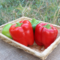 Перець PL 6205 F1, Asia Seed 