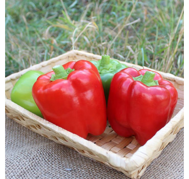 Перець PL 6205 F1, Asia Seed 