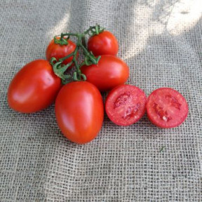 Томат PL 6215 F1, Asia Seed 