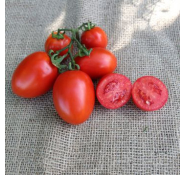 Томат PL 6215 F1, Asia Seed 