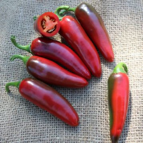 Перець гострий PL 6223 F1, Asia Seed 