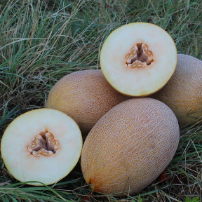 Диня PL 6310 F1 , Asia Seed 