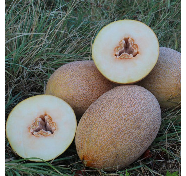 Диня PL 6310 F1 , Asia Seed 