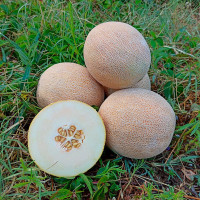 Диня PL 6320 F1 , Asia Seed 