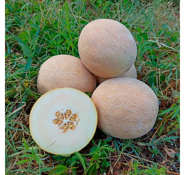 Диня PL 6320 F1 , Asia Seed 