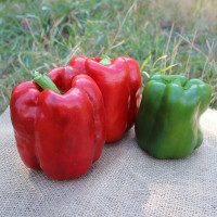 Перець Сінатра F1 (PL 6721) , Bakker Brothers 