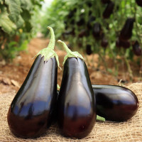 Баклажан Чивас F1, Bakker Brothers 