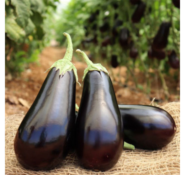 Баклажан Чивас F1, Bakker Brothers 