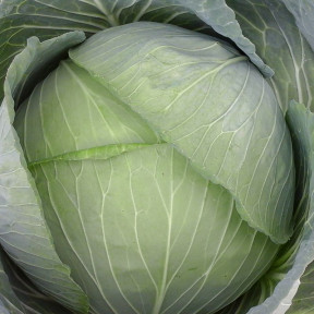 Капуста PL 8083 F1,Bakker Brothers