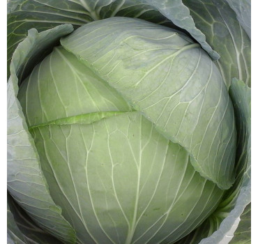 Капуста PL 8083 F1,Bakker Brothers