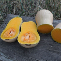 Гарбуз Бертон PL 4110 F1, Asia Seed 