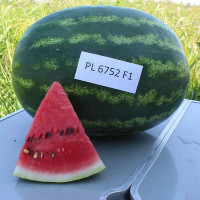Кавун Шархан (PL 6752) F1,Bakker Brothers 