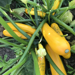 Кабачок Еклер (PL 6010 ) F1, Asia Seed 