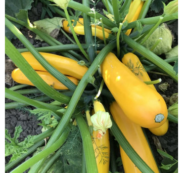 Кабачок Еклер (PL 6010 ) F1, Asia Seed 