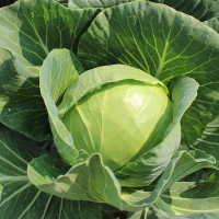 Капуста PL 6130 F1, Asia Seed 