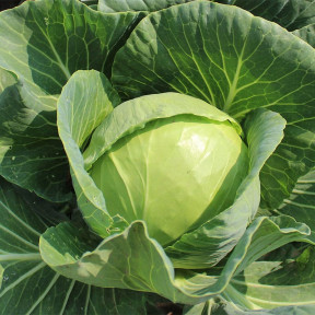 Капуста PL 6130 F1, Asia Seed 