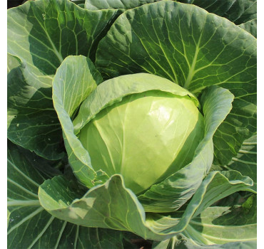 Капуста PL 6130 F1, Asia Seed 