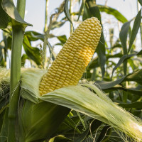 Кукурудза Джет F1,Snowy River