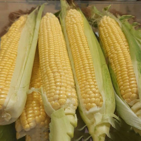 Кукурудза ЖИ 1016 ОХ F1,Snowy River