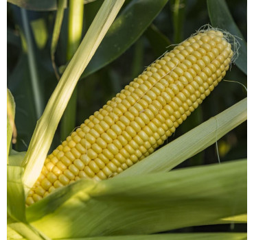 Кукурудза ЖИ 3278 ОИ F1,Snowy River