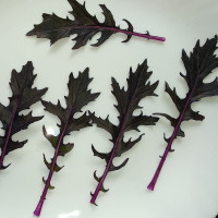 Мізуна PL 8118, Asia Seed 