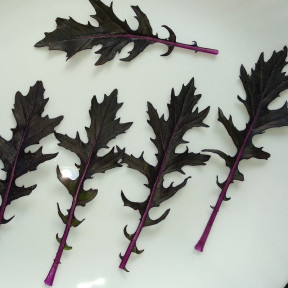 Мизуна PL 8118, Asia Seed