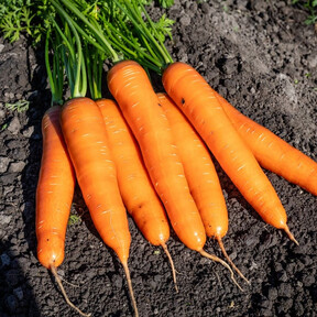 Морква Юнга (PL 312) F1, Bakker Brothers 