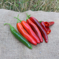 Перець гострий PL 6221 F1, Asia Seed 