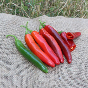 Перець гострий PL 6221 F1, Asia Seed 