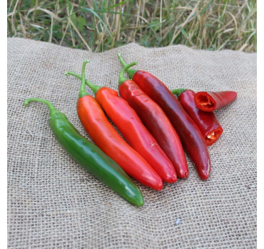 Перець гострий PL 6221 F1, Asia Seed 