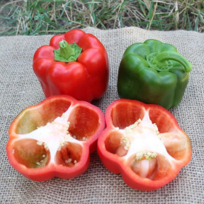 Перець Салазар F1 (PL 6720) , Bakker Brothers 